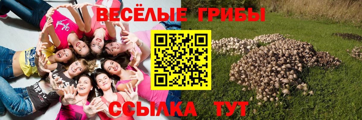 Псилоцибиновые грибы Psilocybe  Вход с VPN  Барнаул  Галлюциногенные грибы прущие грибы 