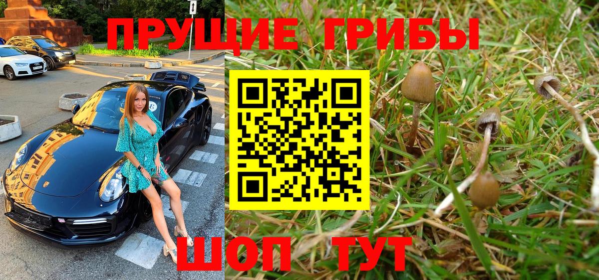 Галлюциногенные грибы Psilocybe Барнаул